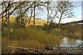 Wetland at Willowgate