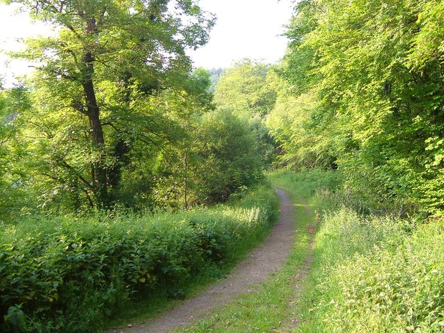 Woodland path near North Bovey
