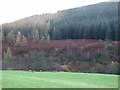 Forested slopes of Knockenhair