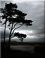J4967 : View from Castle Espie by Rossographer