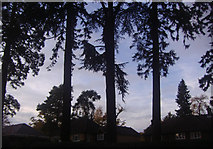 TQ0561 : Conifer trees on Parvis Road, West Byfleet by David Howard
