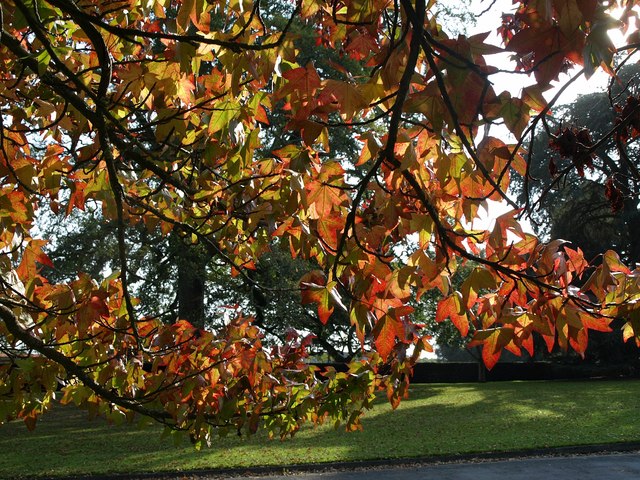 Acer leaves, Dartington