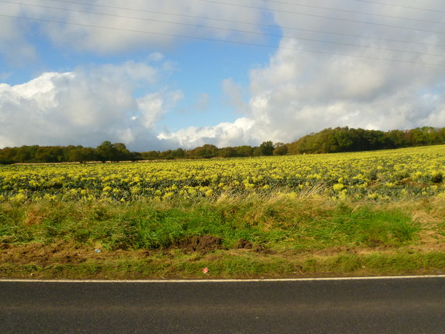 Field off the B981, north of Inverkeithing