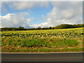 Field off the B981, north of Inverkeithing