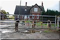 Guard Dogs at New Farm