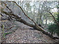 Fallen tree trunk across the footpath