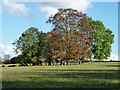 Tree clump, Cherkley Court parkland