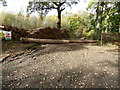 Recent new log piles off the High Street near High Street Green