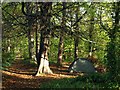 Camping beneath the trees, Shiphay