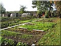 Broomhouse Lane Allotments 2