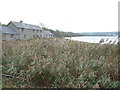 Reed bed beside the Teifi Estuary