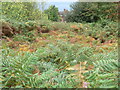 Bracken on the St Mary