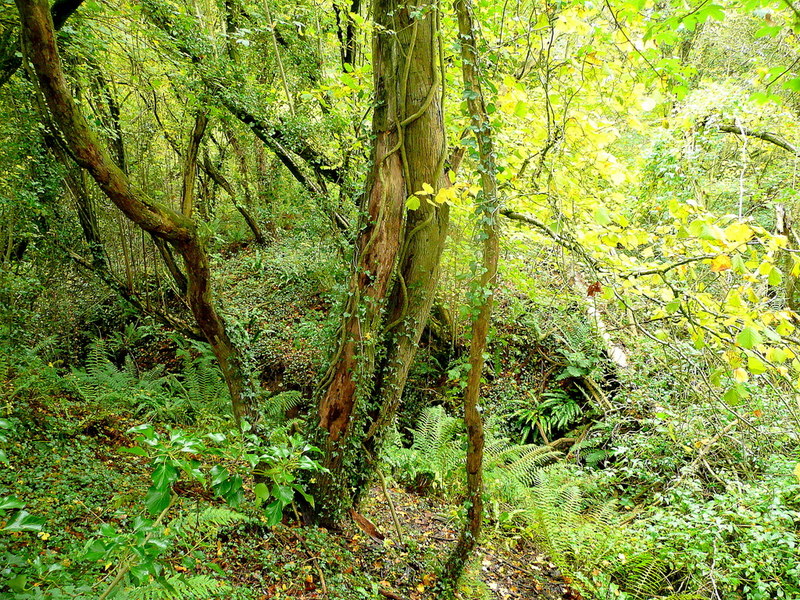 Within Poulton Wood © Jonathan Billinger cc-by-sa/2.0 :: Geograph ...