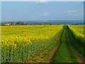 Farmland and bridleway, Denton