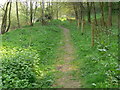 The Severn Way at Cliff Coppice