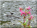 A dipper (Cinclus cinclus) on River Caldew