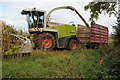 Maize harvesting near King