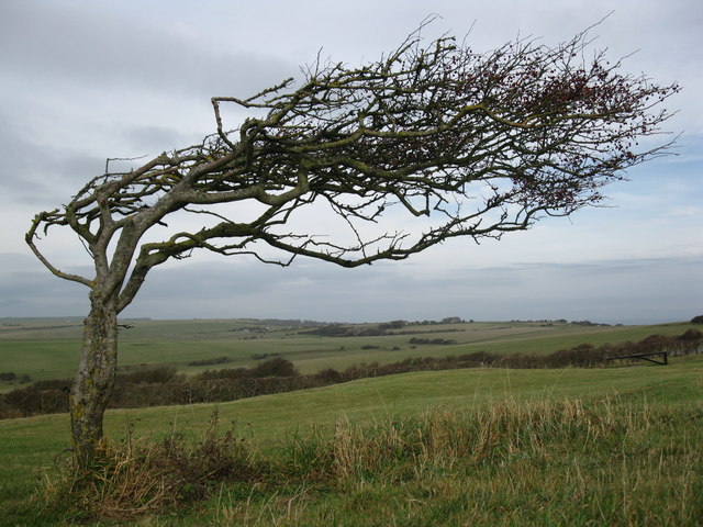 Windswept hawthorn at Beachy Head