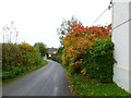Horningsham, autumn colour