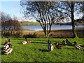 H6843 : Ducks at Emy Lough by Kenneth  Allen
