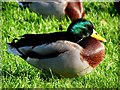 H6843 : Duck, Emy Lough by Kenneth  Allen