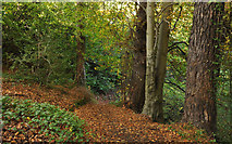 J4681 : Autumn leaves, Crawfordsburn Country Park (2) by Albert Bridge