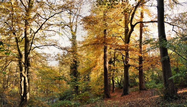 Autumn leaves, Crawfordsburn Country... © Albert Bridge cc-by-sa/2.0 ...