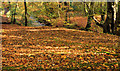 J4681 : Autumn leaves, Crawfordsburn Country Park (4) by Albert Bridge