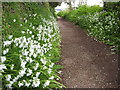 Spring flowers on the coast path