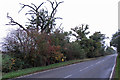 Trees and hedgerow on Foxhall Road verge