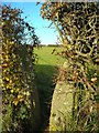 Hedge, stile, footpath