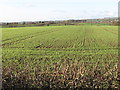 Crop land west of the Drumlough Road (B7)