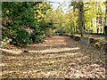 SU0394 : East along the River Thames west of Ashton Keynes by Brian Robert Marshall