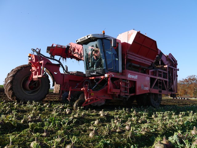 Swede Harvesting Near Clerkenville -... © James T M Towill :: Geograph ...