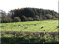 Sheep grazing near a plantation opposite the Lisnamulligan Orange Hall