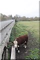 Bull by the bridge