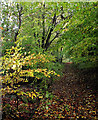 Woodland track in Baggeridge Country Path