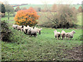 Autumn colour (and some sheep)