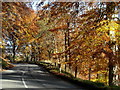 Autumn colour on the A97 near Kildrummy