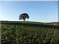 Tree near the trig point near Scarness