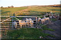 Penned lambs near Baxenden