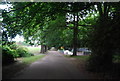 Lime trees, Faversham Recreation Ground