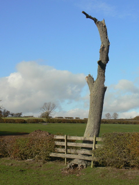 Decayed ash tree near Lings Lane