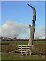 SK6129 : Decayed ash tree near Lings Lane by Alan Murray-Rust
