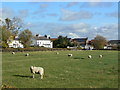 Grazing sheep near Wysall Lane