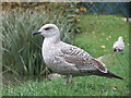 Gull at Alexandra Park