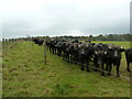 Close up of Water Buffalo