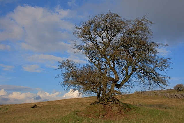 Tree on a Knoll
