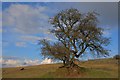 SK1873 : Tree on a Knoll by Mick Garratt