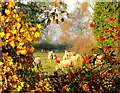 View through the hedge